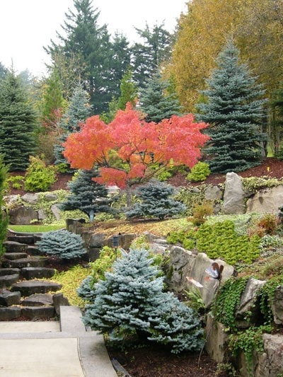 Rocks, plants, and greenery